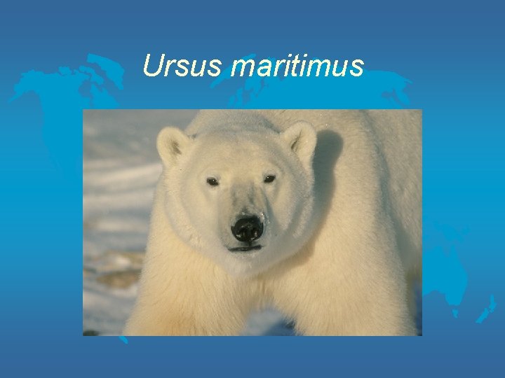 Ursus maritimus 