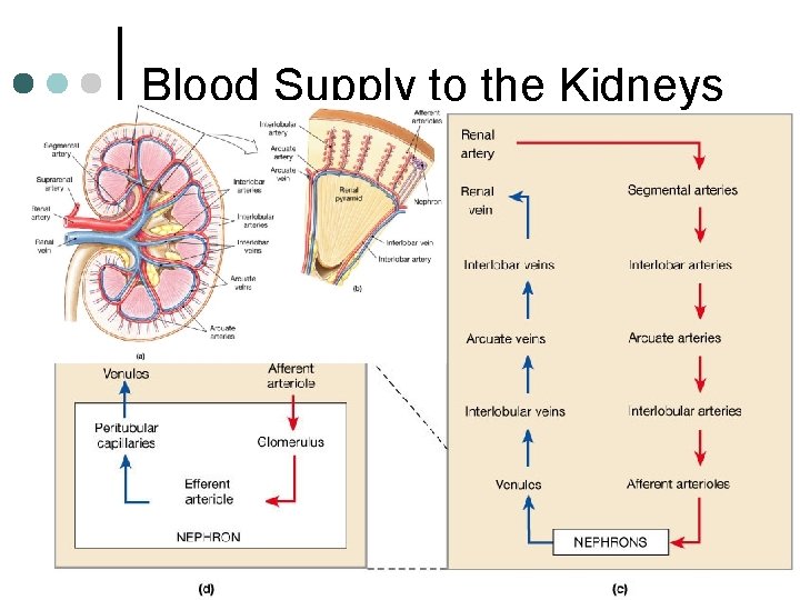 Blood Supply to the Kidneys 