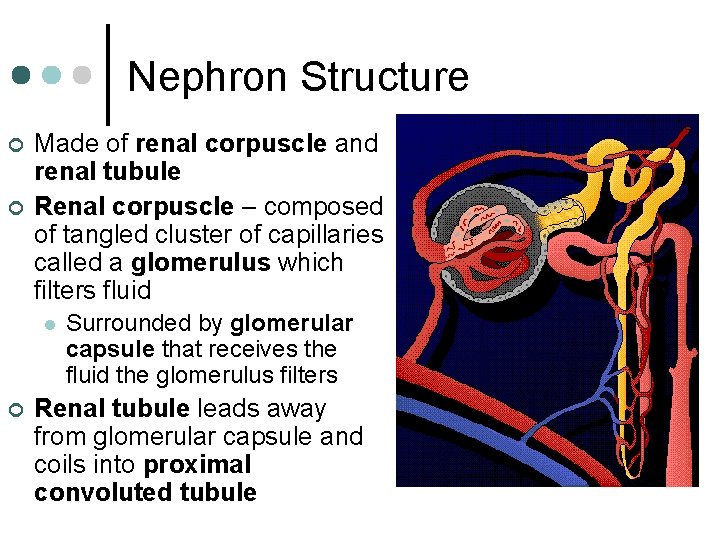 Nephron Structure ¢ ¢ Made of renal corpuscle and renal tubule Renal corpuscle –