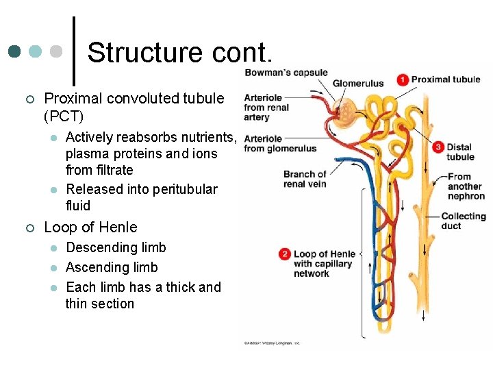 Structure cont. ¢ Proximal convoluted tubule (PCT) l l ¢ Actively reabsorbs nutrients, plasma
