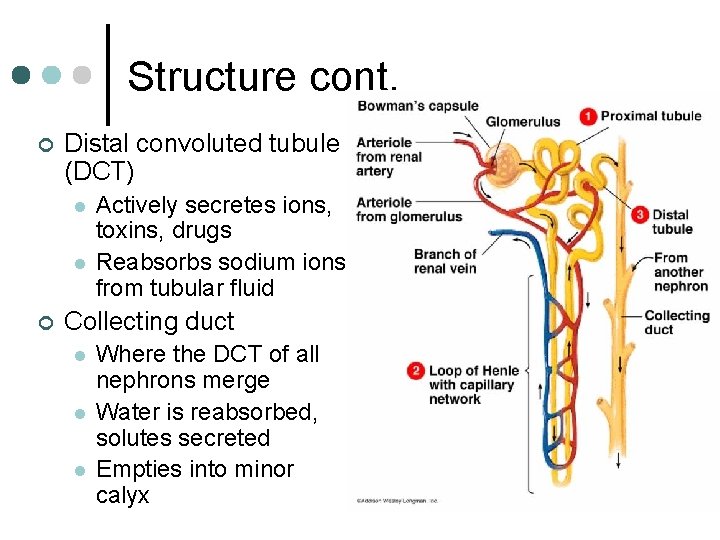Structure cont. ¢ Distal convoluted tubule (DCT) l l ¢ Actively secretes ions, toxins,