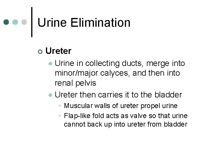 Urine Elimination ¢ Ureter Urine in collecting ducts, merge into minor/major calyces, and then