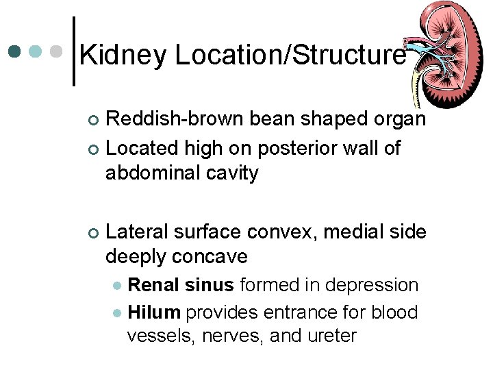 Kidney Location/Structure Reddish-brown bean shaped organ ¢ Located high on posterior wall of abdominal