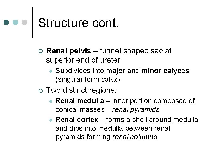 Structure cont. ¢ Renal pelvis – funnel shaped sac at superior end of ureter