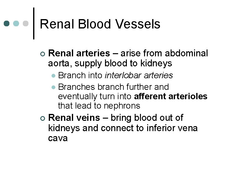 Renal Blood Vessels ¢ Renal arteries – arise from abdominal aorta, supply blood to