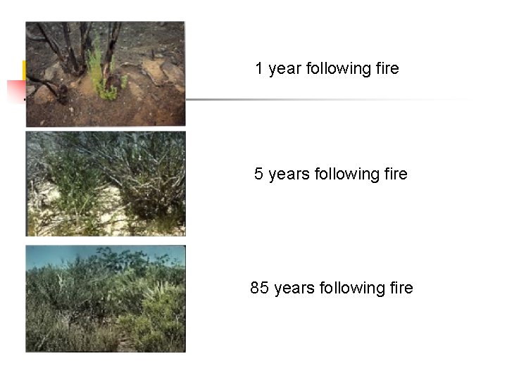 1 year following fire 5 years following fire 85 years following fire 