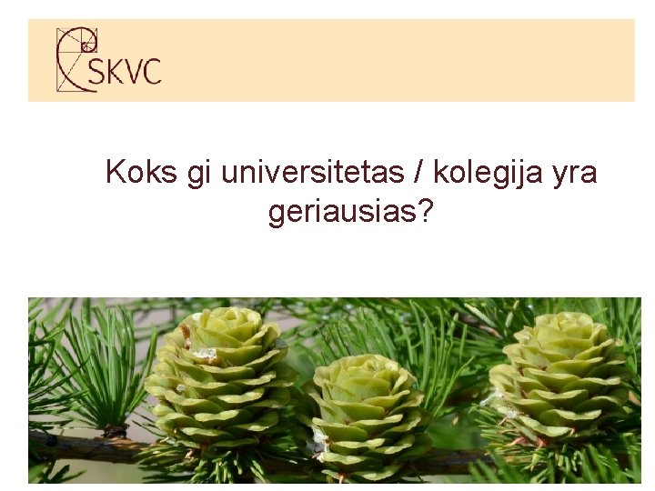 Koks gi universitetas / kolegija yra geriausias? 