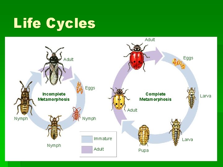 Life Cycles Adult Eggs Incomplete Metamorphosis Complete Metamorphosis Larva Adult Nymph Immature Nymph Adult