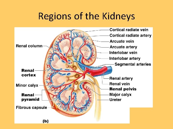 Regions of the Kidneys 