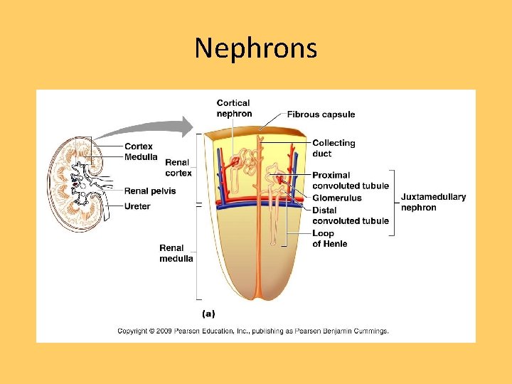 Nephrons 