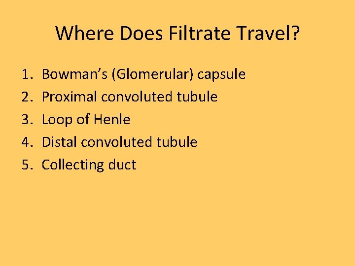 Where Does Filtrate Travel? 1. 2. 3. 4. 5. Bowman’s (Glomerular) capsule Proximal convoluted