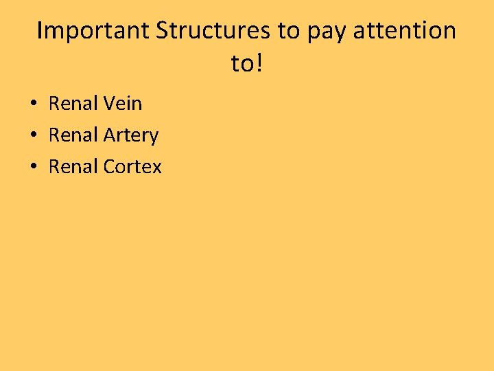 Important Structures to pay attention to! • Renal Vein • Renal Artery • Renal
