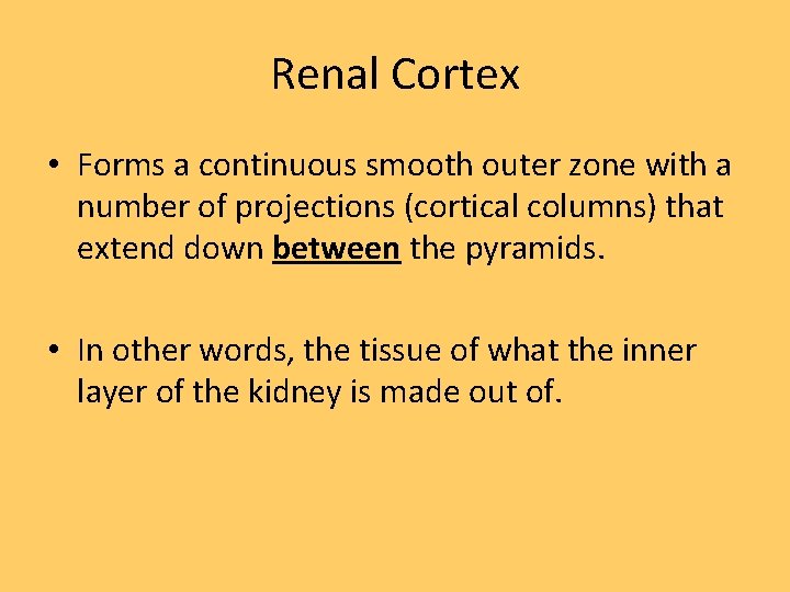Renal Cortex • Forms a continuous smooth outer zone with a number of projections