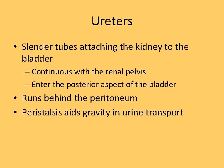 Ureters • Slender tubes attaching the kidney to the bladder – Continuous with the