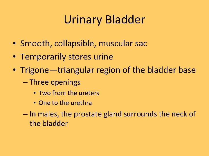 Urinary Bladder • Smooth, collapsible, muscular sac • Temporarily stores urine • Trigone—triangular region