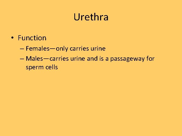 Urethra • Function – Females—only carries urine – Males—carries urine and is a passageway