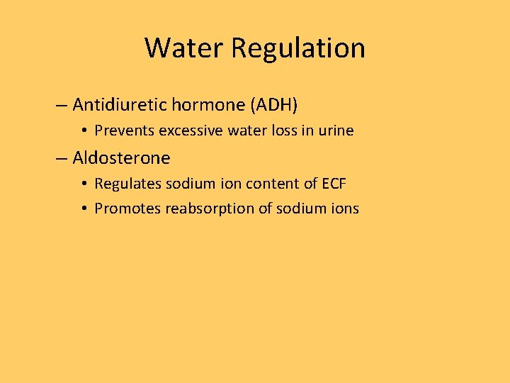 Water Regulation – Antidiuretic hormone (ADH) • Prevents excessive water loss in urine –