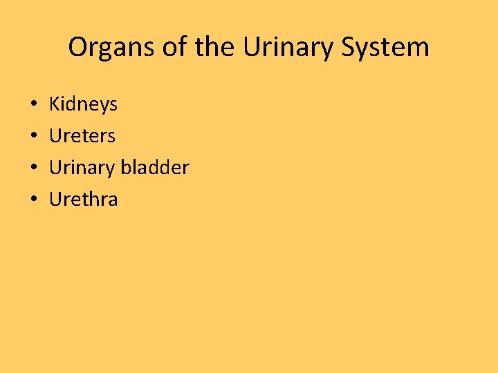 Organs of the Urinary System • • Kidneys Ureters Urinary bladder Urethra 