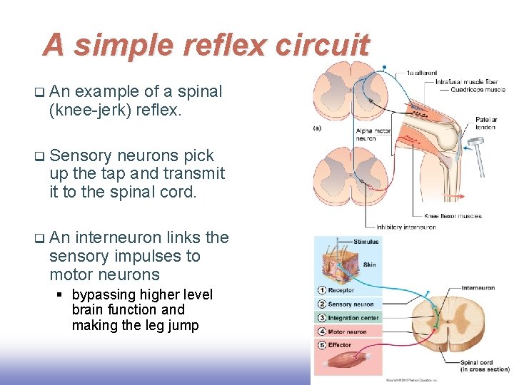 A simple reflex circuit q An example of a spinal (knee-jerk) reflex. q Sensory
