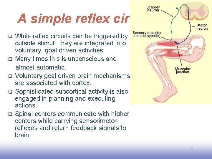 A simple reflex circuit q q q While reflex circuits can be triggered by
