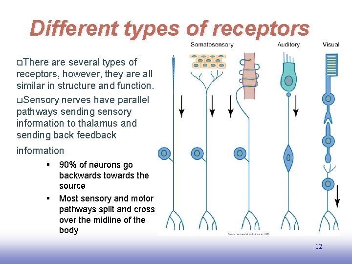 Different types of receptors q. There are several types of receptors, however, they are