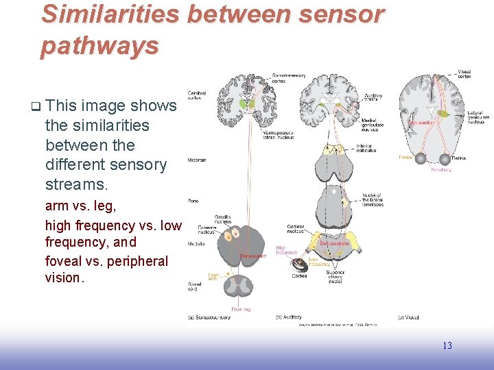 Similarities between sensor pathways q This image shows the similarities between the different sensory