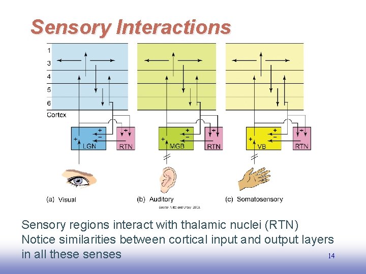 Sensory Interactions Sensory regions interact with thalamic nuclei (RTN) Notice similarities between cortical input