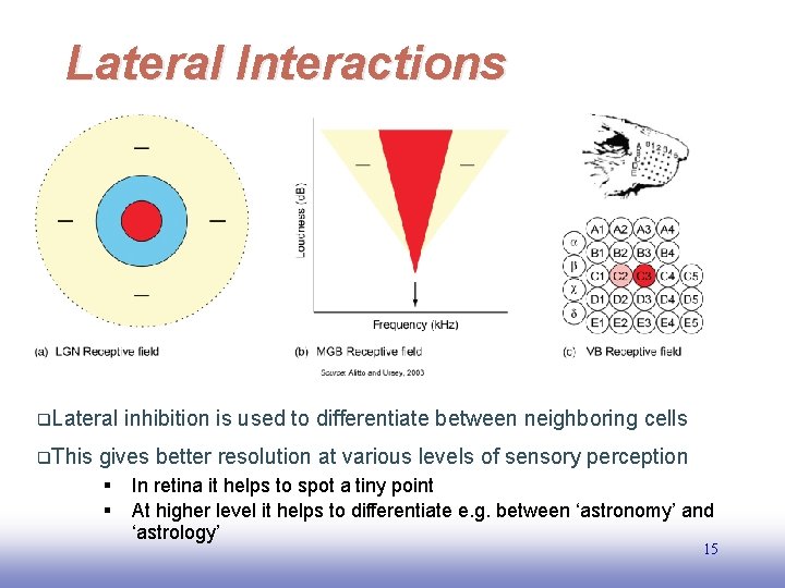 Lateral Interactions q. Lateral q. This inhibition is used to differentiate between neighboring cells