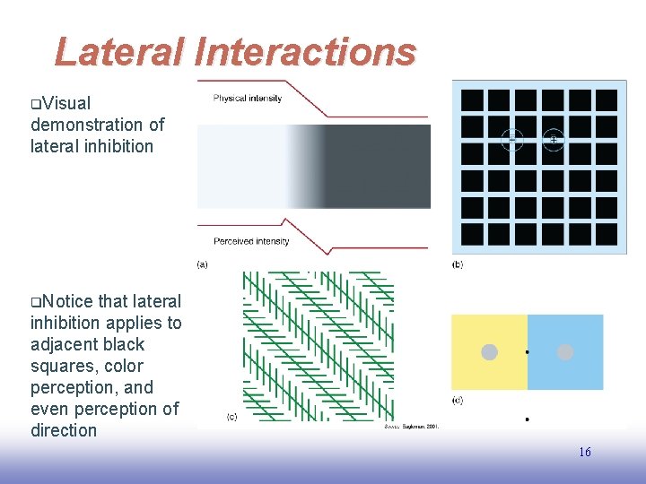 Lateral Interactions q. Visual demonstration of lateral inhibition q. Notice that lateral inhibition applies