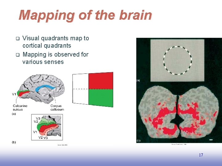 Mapping of the brain q q Visual quadrants map to cortical quadrants Mapping is