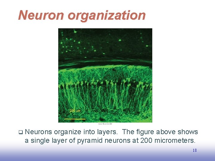 Neuron organization q Neurons organize into layers. The figure above shows a single layer