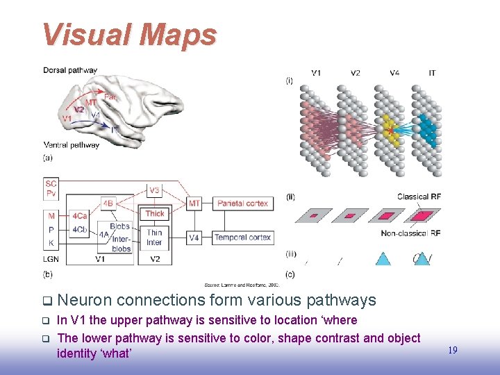 Visual Maps q Neuron connections form various pathways q In V 1 the upper