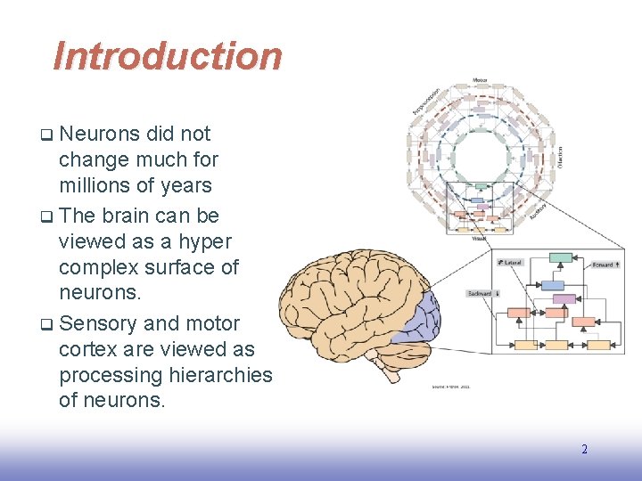 Introduction Neurons did not change much for millions of years q The brain can