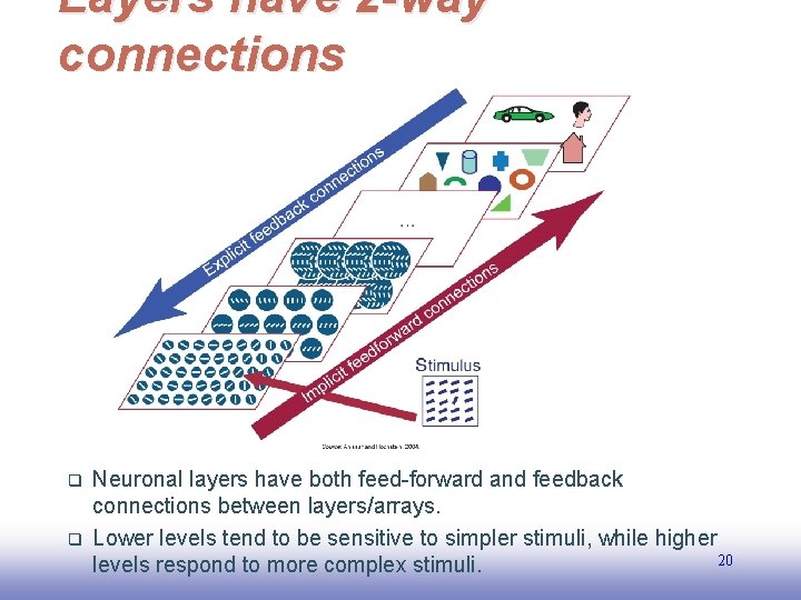 Layers have 2 -way connections q q EE 141 Neuronal layers have both feed-forward