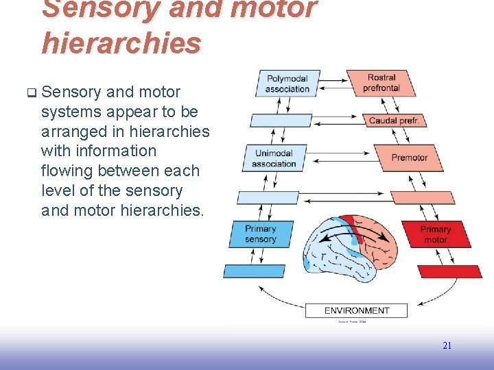Sensory and motor hierarchies q Sensory and motor systems appear to be arranged in