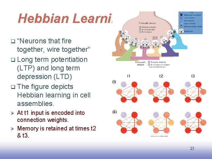 Hebbian Learning “Neurons that fire together, wire together” q Long term potentiation (LTP) and