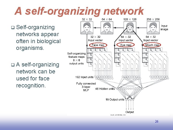 A self-organizing network q Self-organizing networks appear often in biological organisms. q A self-organizing