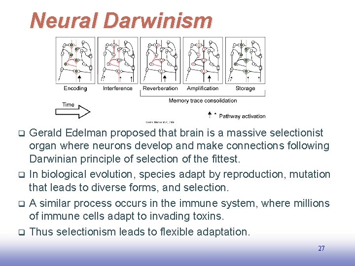 Neural Darwinism q q Gerald Edelman proposed that brain is a massive selectionist organ