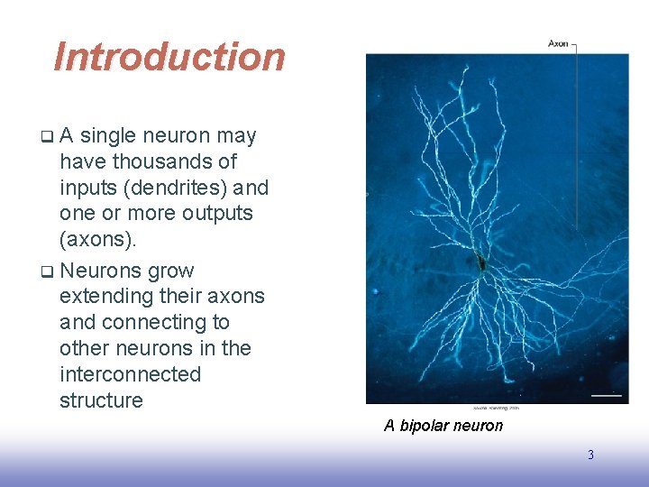 Introduction A single neuron may have thousands of inputs (dendrites) and one or more