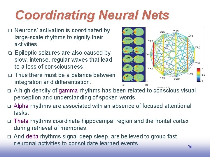 Coordinating Neural Nets Neurons’ activation is coordinated by large-scale rhythms to signify their activities.