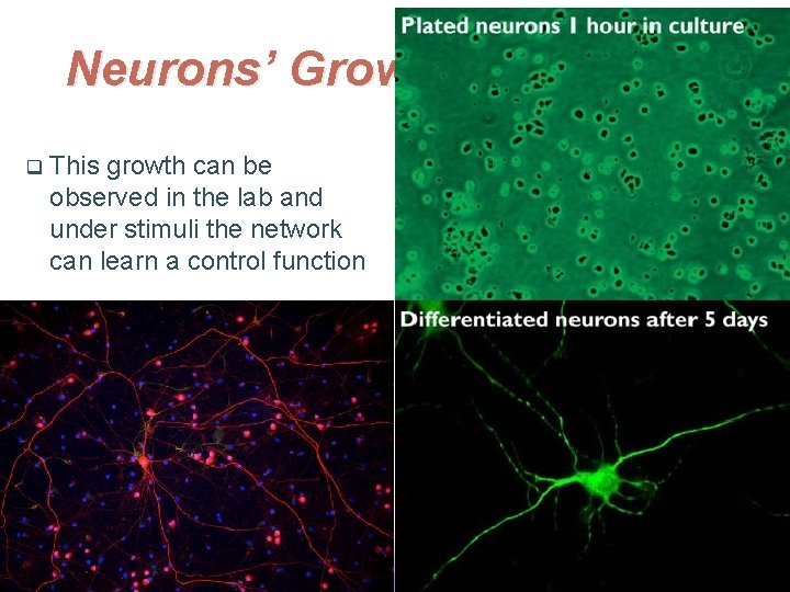 Neurons’ Growth q This growth can be observed in the lab and under stimuli