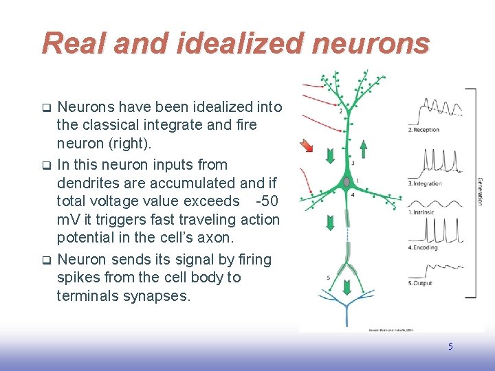 Real and idealized neurons q q q Neurons have been idealized into the classical