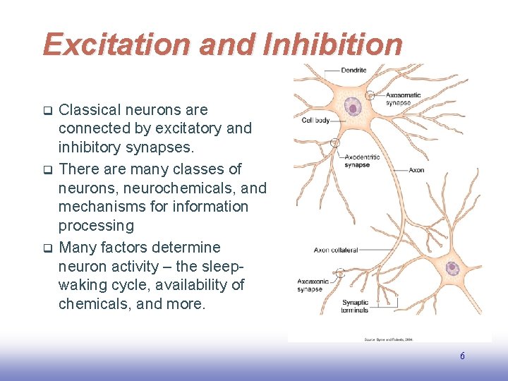 Excitation and Inhibition q q q Classical neurons are connected by excitatory and inhibitory