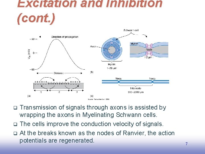 Excitation and Inhibition (cont. ) q q q Transmission of signals through axons is