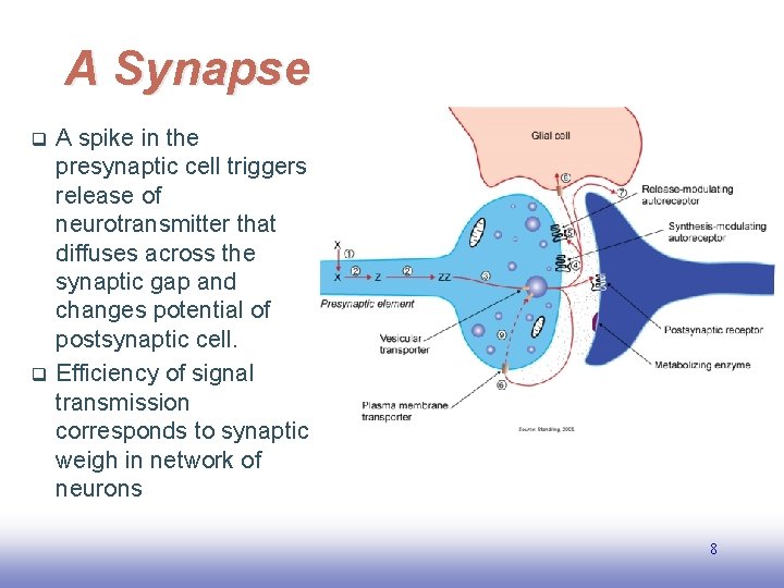 A Synapse q q A spike in the presynaptic cell triggers release of neurotransmitter