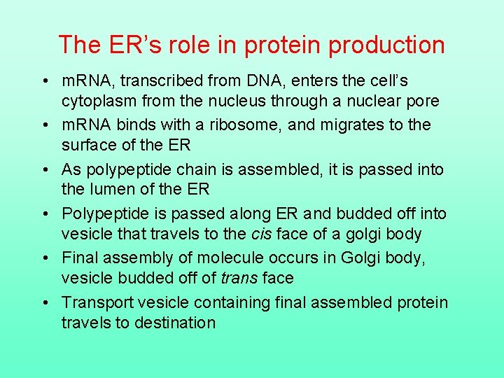 The ER’s role in protein production • m. RNA, transcribed from DNA, enters the