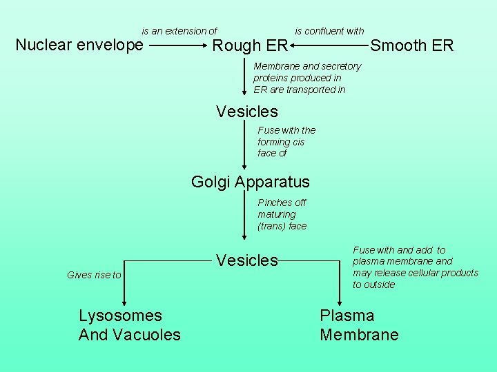 is an extension of Nuclear envelope is confluent with Rough ER Smooth ER Membrane