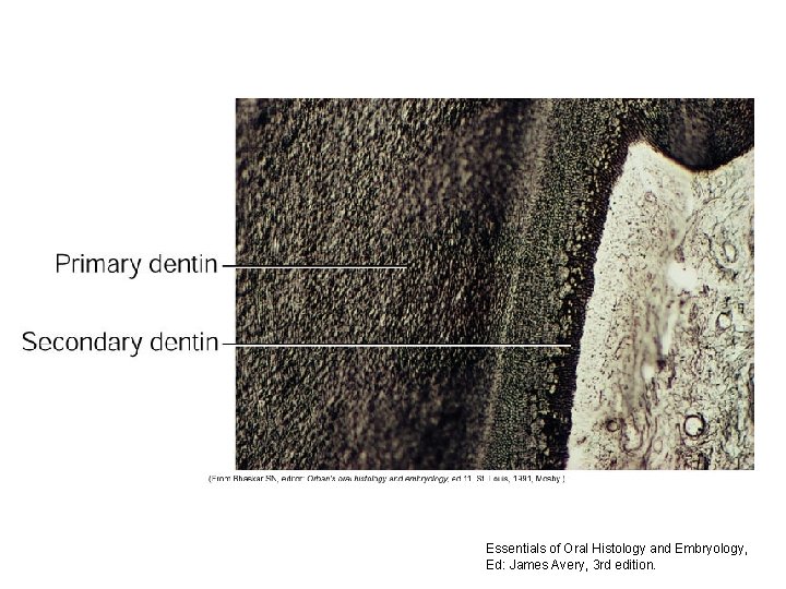 Essentials of Oral Histology and Embryology, Ed: James Avery, 3 rd edition. 