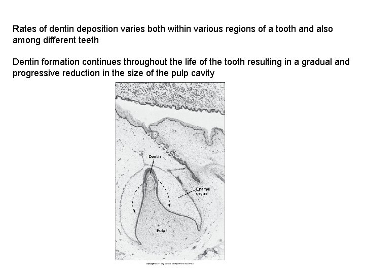Rates of dentin deposition varies both within various regions of a tooth and also