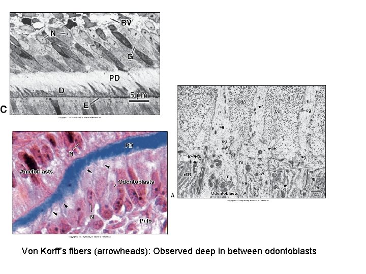 Von Korff’s fibers (arrowheads): Observed deep in between odontoblasts 